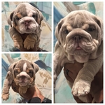 AKC English Bulldog Puppies