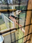 QUAKERS FOR SALE!  SEVERAL   
     MUTATIONS/COLORS