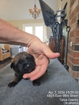 AKC REGISTERED WORKING BELGIAN MALINOIS PUPS