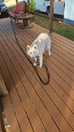 White Husky