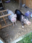 Mini pigs, silkie pair