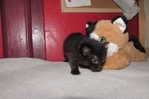 Ragdoll kittens for sale
