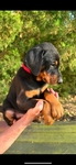 Doberman Puppies for sale
