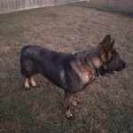 Large DDR/Czech male German Shepherd.