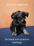 Miniature Schnauzer