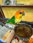 Quakers, Sun Conures and White Belly Caiques