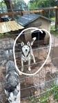 Two year-old Siberian husky