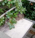 Free Kittens in Port Arthur