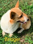 Pembroke corgi pups AKC