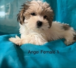 Shih Tzu's and Maltese $100 @ up