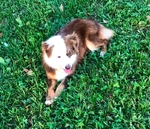 Miniature Australian shepherds