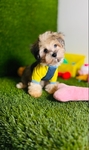 Teddy Bear Blue Eyes Maltese Poodle toy
