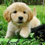 Golden/Collie Puppies
