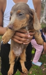 >🐾 Rare AKC Mini Long-Haired Dachshunds – Ready Now🐾