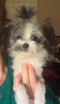 Pomapoo puppies 2 tiny female sisters