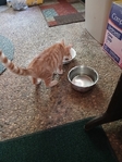 Free kitty >😺