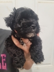 Akc miniature schnauzer puppies