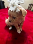 Adorable Toy Chihuahua Puppies