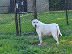 Pitbull Heeler mix