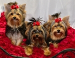 Tiny little AKC Yorkie Female Puppies