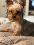3.75 yorkie female