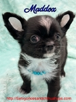 AKC  Stunning Longcoat Male Micro Chiuahuas