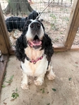 AKC ENGLISH SPRINGER SPANIEL