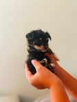 Tiny Male Morkie