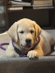Pre-school puppy trained yellow Labrador Retriever pup
