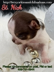 AKC Male Applehead Longcoat Chihuahuas