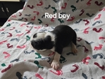 Beautiful Boston Terrier Puppies