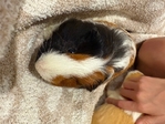 Guinea pigs