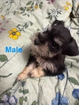 CKC Mini Schnauzer Pups $1000