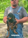 AKC Doberman Pinscher puppies