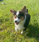 Adorable Corgi pups!