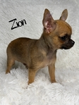 AKC XTiny Male Chihuahuas