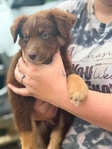 Australian shepherd’s puppies
