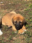 AKC ANATOLIAN SHEPARD puppies
