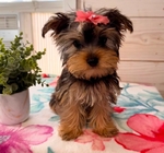Yorkie pups