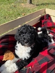 Standard Poodle Puppies born 9/12/25