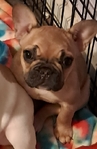 French Bulldog Puppies & French Bulldog Adult