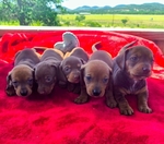 Beautiful Dauschund puppies ( 2 different  litters)