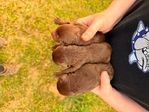 AKC Labrador puppies