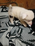 Australian Shepherd puppies