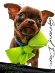 AKC Gorgeous Applehead Chihuahuas