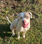 Doberman mix pitbull XL puppy