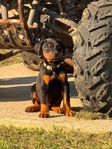 Doberman puppies