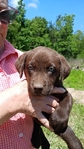 AKC Chocolate Lab puppies for sale