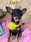 AKC Tiny Female Black Tri Chihuahua