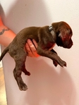 Pointador Puppies
